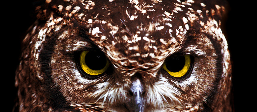 Close up of owl's face