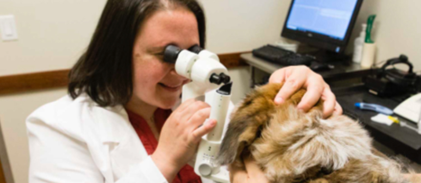 Veterinary Ophthalmologist exams a dog's eyes with a slit lamp