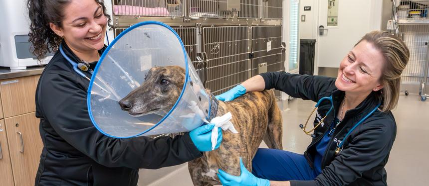 smiling veterinarian and technician examine a greyhound dog